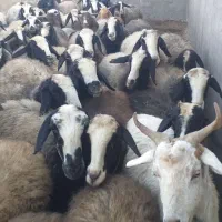 میش های اصیل شال|حیوانات مزرعه|اسفرورین, |دیوار