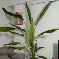 گل و گیاه، زیبا