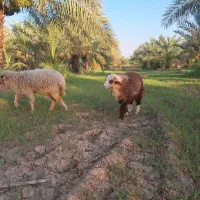 هواز کوت عبدالله کوت امیر