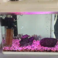 آکواریوم بهمراه لوازم|ماهی|لاهیجان, بازکیاگوراب|دیوار