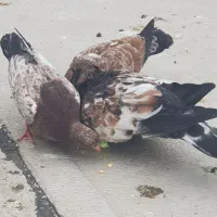 جفت جوجه کله آبادانی