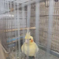 دو عدد عروس هلندی نر وماده دستی سالم تکی و جفت|پرنده|فردیس, نیروگاه برق|دیوار