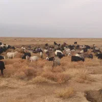 تعداد ۲۰۰ راس بز داشتی جوان