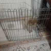 سگ پامرانین|سگ|سیرجان, |دیوار