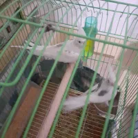 عروس هلندی مولد لوتینو . دوکت آلبینو|پرنده|بندر کنگان, |دیوار