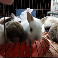 خرگوش نیم لپ