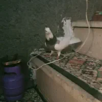 کبوتر طوقی|پرنده|صحنه, |دیوار