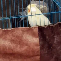 سالم وسرحال