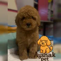 پودل توی و تاینی