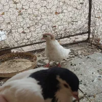 کبوتر