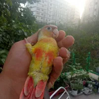 جوجه طوطی تازه دون خور گرینچیک کانور|پرنده|تهران, ازگل|دیوار