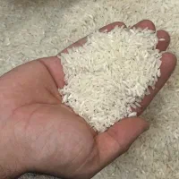 پرمحصول شیرودی دانه درشت