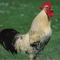 خروس سفید