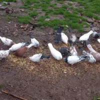 ۱۹ تا کبوتر دونه ای ۱۵۰