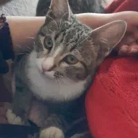 گربه واگذاری