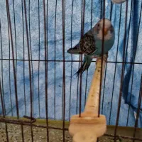 مرغ عشق|پرنده|قلعه نو, |دیوار