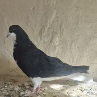 کبوتر نقش و رنگی|پرنده|فولادشهر, فولادشهر|دیوار