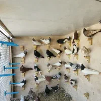 دسته بهبهانی رنگی