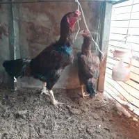 خروس لاری افغانی اصیل