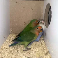 جوجه برزیلی