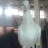 کفتر باخت خورده تو پاش جوری ابی داره