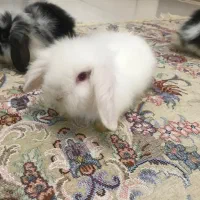 بچه خرگوش لوپ هلندی|موش و خرگوش|کرج, گوهردشت|دیوار