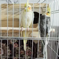 فروشی|پرنده|لالجین, |دیوار