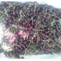 آلبالوی محلی تازه و خوش‌طعم