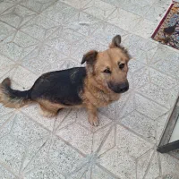 واگذاری سگ ژرمن شولاین رایگان