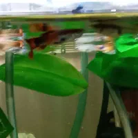 گوپی|ماهی|فردیس, شهرک شهید حسینی|دیوار