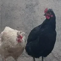 خروس و مرغ لاری و کاکلی