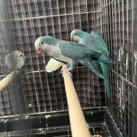 فروش فوری پرنده راهب مولد