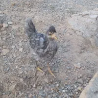 مرغ و جوجه گلین
