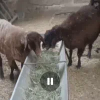 بره ماده هترو