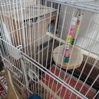 عروس هلندی|پرنده|نسیمشهر, |دیوار