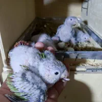 جوجه گرینچیک