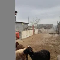 فروش کود گوسفندی