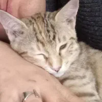 پیشی های ۵ ماهه زرد نر توسی و مشکی  ماده