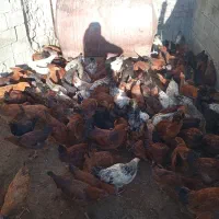 فروش جوجه|حیوانات مزرعه|کشاورز, |دیوار