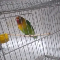 طوطی کوتوله