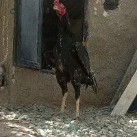 خروس لاری|حیوانات مزرعه|قزوین, |دیوار