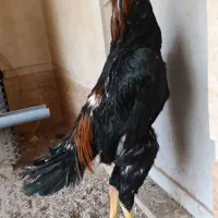 جوجه خروس لاری اوشامو|حیوانات مزرعه|تهران, سنگلج (شاپور)|دیوار