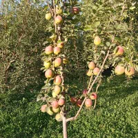 نگهداری از باغ و ویلا با 20سال سابقه