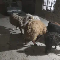 میش ایست وبره نر|حیوانات مزرعه|درمیان, |دیوار