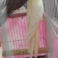 عروس هلندی