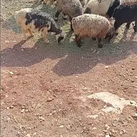 اینا کم شدن هرکسی پیدا کرد زنگ بزنید|حیوانات|شهرکرد, |دیوار