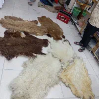 صوف طلیان لمضایف
