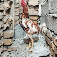لاری افغان درجه یک