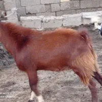 سلام فروش  یک پازن و۹تا بر ه