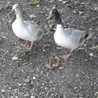 تخم اردک مرواریدی پروازی